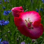 Morgan Shah - Facebook