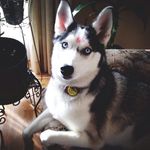 Princess Morgz 👑🐺 - @_morgansnow - Instagram
