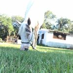 Morgan Thibodeaux - @josie_the_american_paint - Instagram