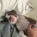 @trigger_morgan - Instagram