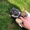 Morgan Winn - @bella_the_frenchie8 - TikTok