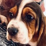 Morris 🐶🇸🇪 - @morrisbassetmix - Instagram