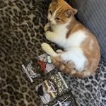 Morris Baxter - @supersecretspycats - Instagram