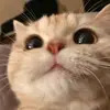 用户1160121736581 - @morriscarrasso12 - TikTok