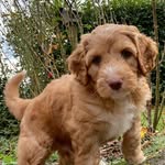 Charlie and Morris - @cobberdogs_charlie_and_morris - Instagram