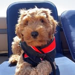 Morris The Cobber - @morristhecobber - Instagram