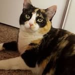 Tammy Morris Cross - @tammymorriscross - Instagram