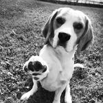 Morris & Frank - @morris_the_beagle - Instagram