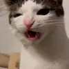 morrisfrank52 - @morrisfrank52 - TikTok