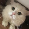 Morris - @kisamorris - TikTok