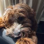 Morris - @morrisgeertman - Instagram