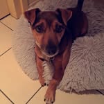 𝙼𝚘𝚛𝚛𝚒𝚜 🐶 - @morrishulleman - Instagram