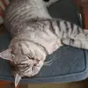 _morriskat_ - @_morriskat_ - TikTok