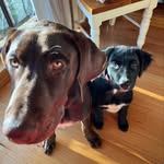 Morris (long brown)  &  Milo (short black) - @long_brown_and_short_black_ - Instagram