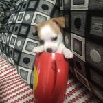 Veronica Lopez - @morrislove2009 - Instagram