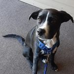 Morris 'Momo' Mathews - @madaboutmorris - Instagram