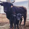 Morrison Meadows - @morrison.meadows - TikTok