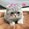 Heoq ưhq jwka - @morriscfjmelton3 - TikTok