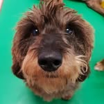 Morris the Dachshund - @morrismossdachshund - Instagram