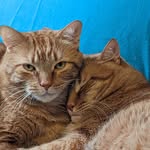 Morris and Murphy - @butterscotch_brothers - Instagram