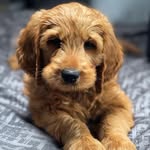 Murphy Morris - @murphymorris.thecobberdog - Instagram