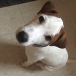 Morris - @morris_parson_russell_terrier - Instagram