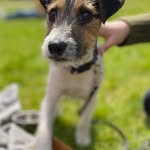 @morris_the_parson - Instagram