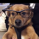 Morris Padstow Harrison-payne - @morris_the_chiweenie107523 - Instagram