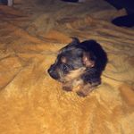 Toby Morris-Reid 💙 - @yorkie_toby20 - Instagram