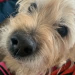 Morris Rosendahl - @morris_rosendahl - Instagram