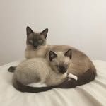 morris + sherman + milo (RIP) - @morrisandsherman - Instagram