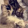 Morris & silver😻 - @morrisandsilver - TikTok