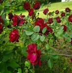 Morris Silvers - Facebook