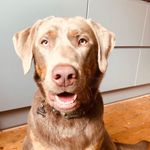 Morris the Silver Labrador - @morristhesilverlab - Instagram