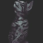 Morris The Cat - @sweet_morris_cat - Instagram