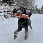 Johanna E - @mortonthesilverpoodle - Instagram