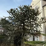 Morton Weissenborn - @mortonweissenborn - Instagram