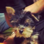 Morty Smith - @mortysmith_thepup - Instagram