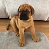 MOSE THE BULLMASTIFF - @mose.the.bullmastif_ - TikTok