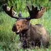 moosebeasley - @moosebeasley - TikTok