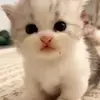 Moses Clay - @moses.clay4 - TikTok