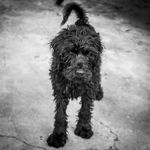 Moses - @moses_cobberdog - Instagram