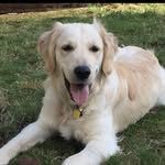 Moses Grant - @moses_grant_thegolden - Instagram