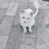 Moses Gray - @moses.gray2 - TikTok
