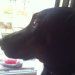 Moses Jefferson - @dogtreats_are_my_priority - Instagram