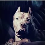 Moses Havoc - @moses_johnston2016 - Instagram