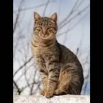 Moses Johnston - @ramosaurorafdw271 - Instagram