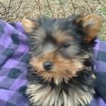 Betty Moses-Lewis - @bettymoseslewis - Instagram