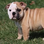 Moses J Sausages Tucker - @moses_fatboy - Instagram