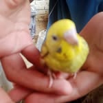 Muhammad Afzaal - @muhammadafzaal272 - Instagram